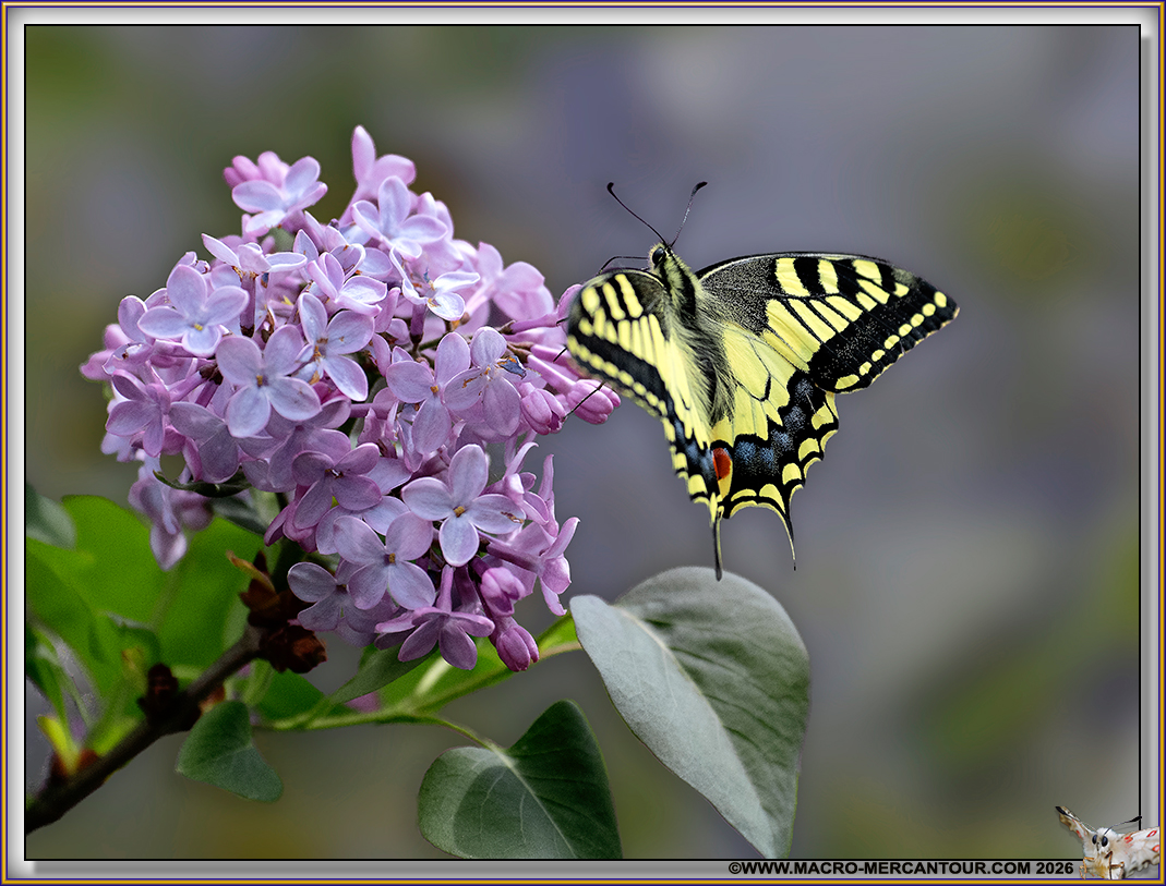 Machaons